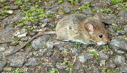 ハツカネズミ