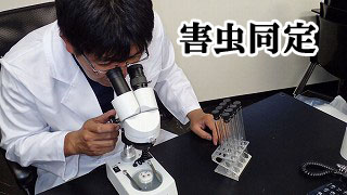 害虫同定
